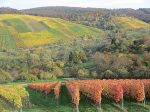 20131025 - Les vignes de Stetten - 04